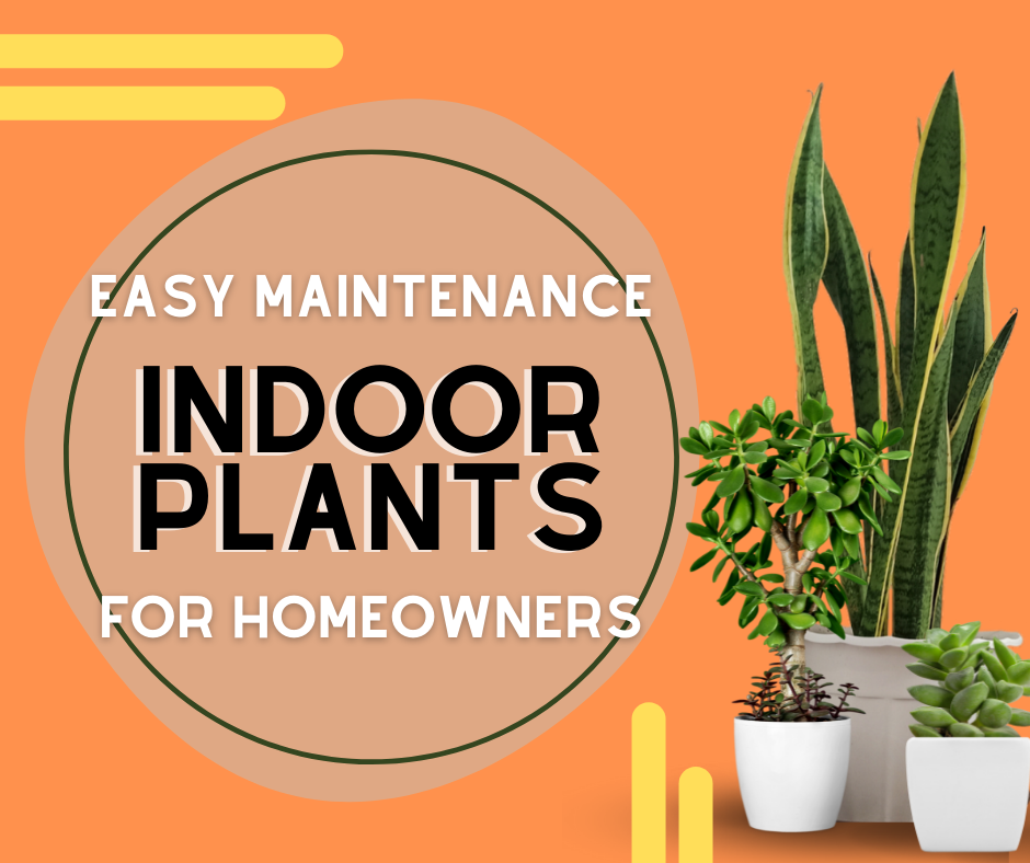 Easy Maintenance Indoor Plants for Homeowners